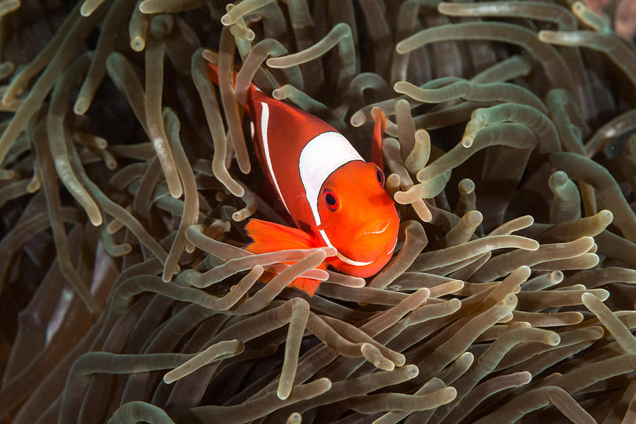 Spinecheek Anemonefish Clownfish Photograph by Andrew J. Martinez