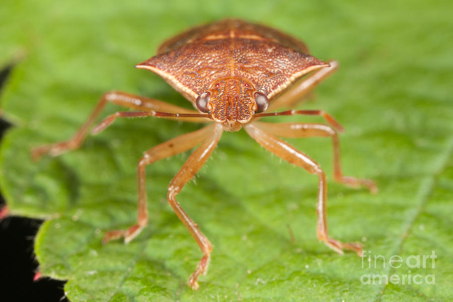 Spined Soldier Bug Photograph by Clarence Holmes