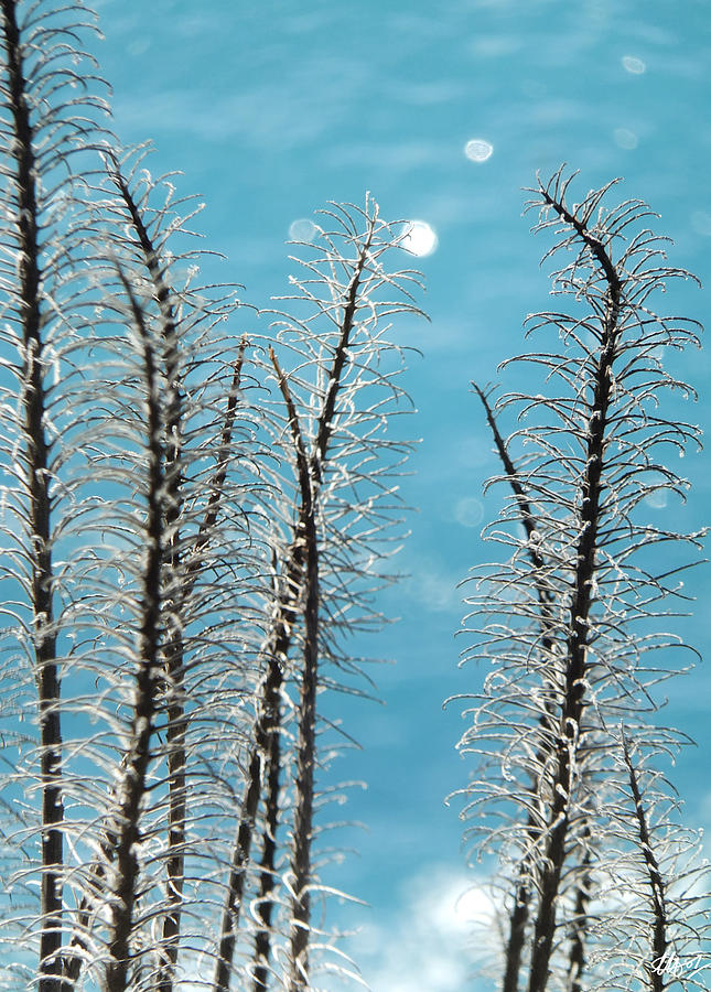 Spines Photograph by Laura Hol Art