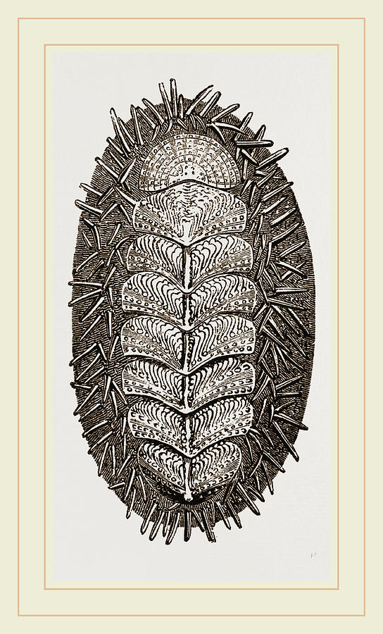 Spiniferous Chiton Drawing by Litz Collection - Fine Art America