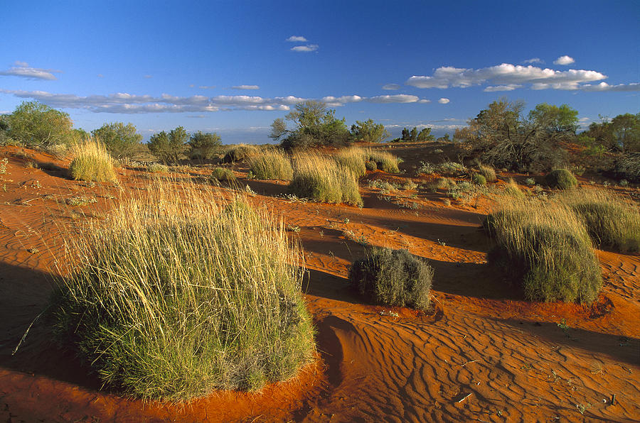 Spinifex Grass Strzelecki Desert Photograph by Konrad Wothe