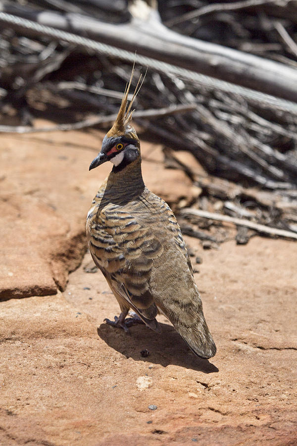 Spinifex Pigeon V3 Photograph by Douglas Barnard