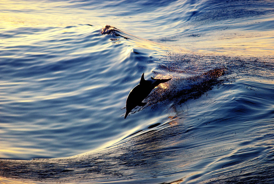 Spinner Dolphin Leaping Photograph by Robert Hernandez