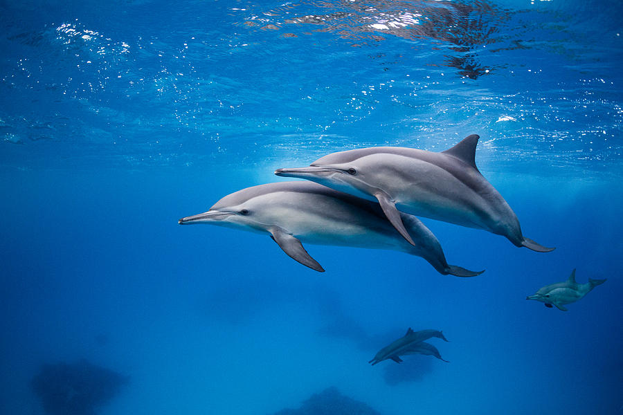 Spinner Dolphins at Red Sea, Egypt Photograph by Tommi Kokkola Photography