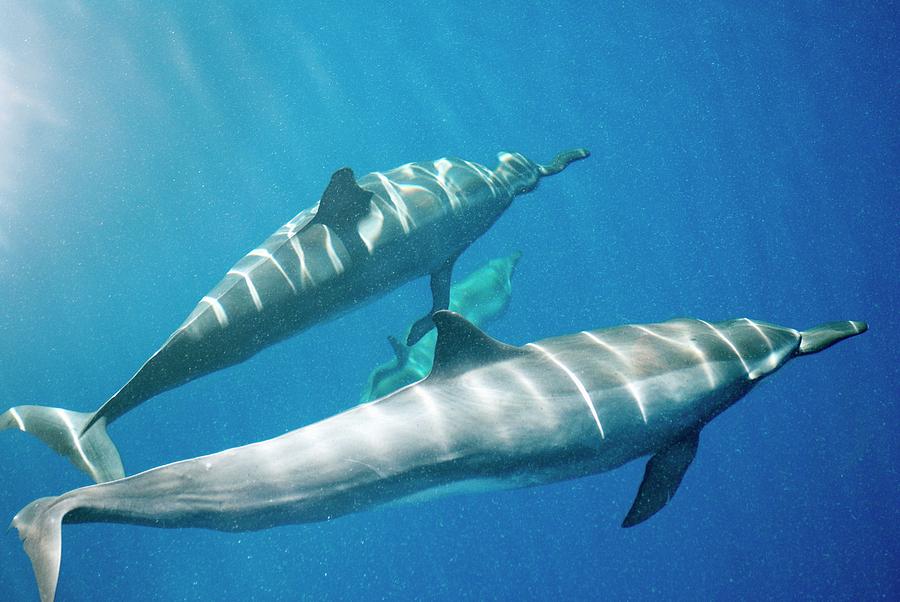 Spinner Dolphins Photograph by Christopher Swann/science Photo Library ...