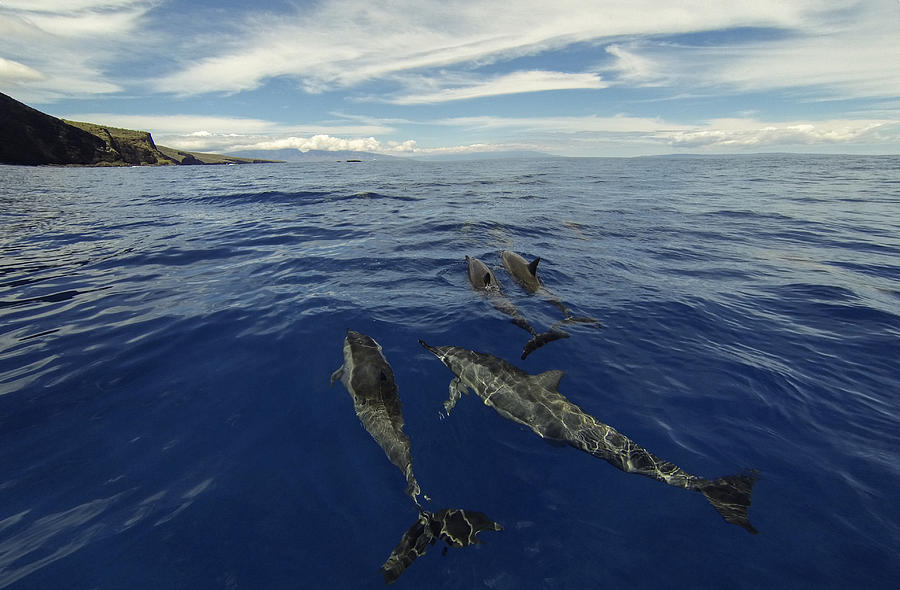 Spinner Dolphins of Lanai Photograph by Brad Scott