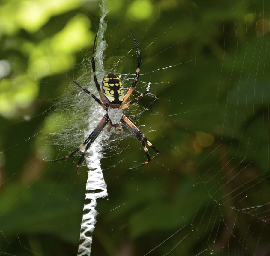 Spinning Spider Photograph by William Hallett - Pixels