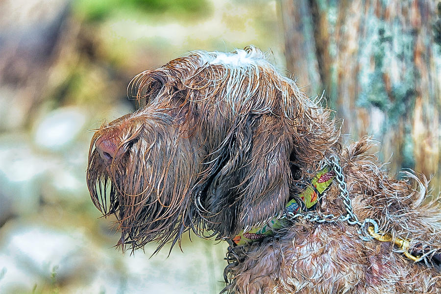 Spinone Italiano Italian Wire haired Pointer Photograph by Constantine Gregory