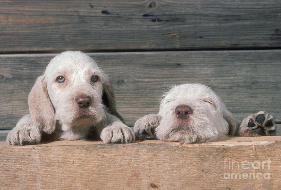 Spinone Puppies Photograph by John Daniels