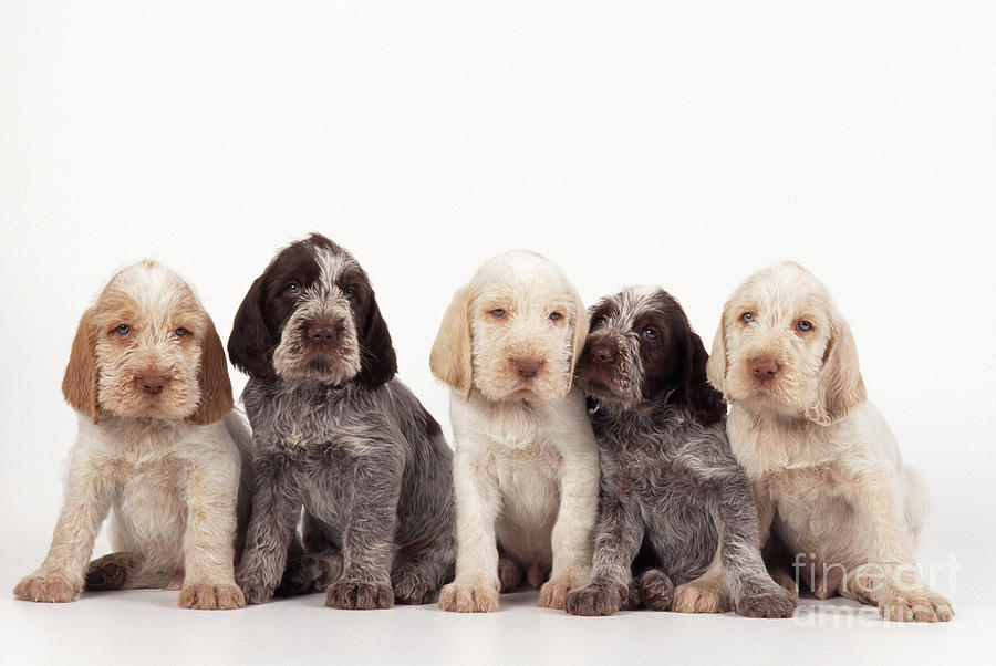 Spinone Puppy Dogs Photograph by John Daniels