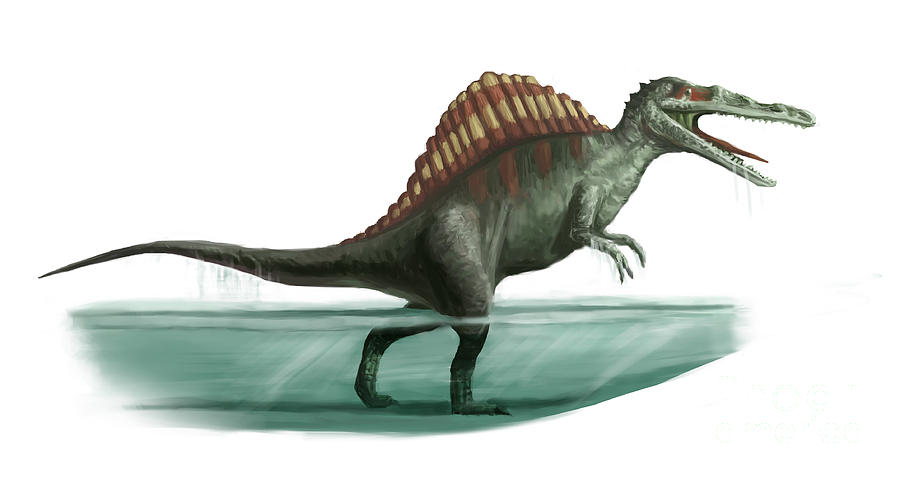 Spinosaurus, Illustration Photograph by Spencer Sutton