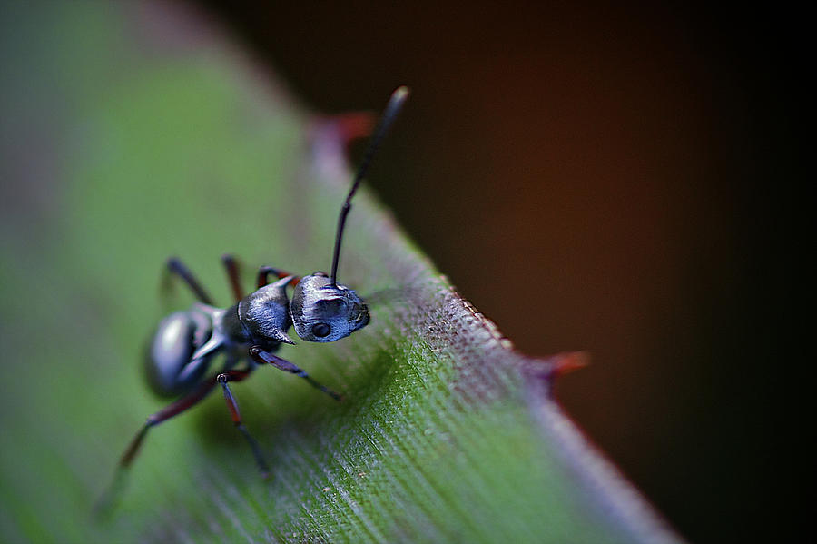 Spiny Ant Photograph by Arj Munoz