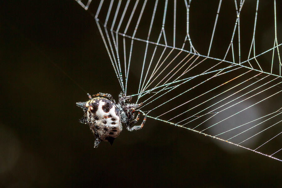 Spiny Back 2 Photograph By Thomas Gartman - Fine Art America