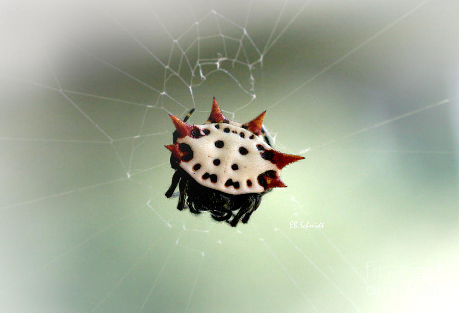 Spiny-Backed Orb Weaver Photograph by E B Schmidt