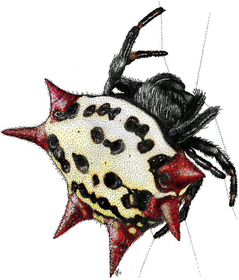 Spiny-backed Orb Weaver Spider Photograph by Roger Hall