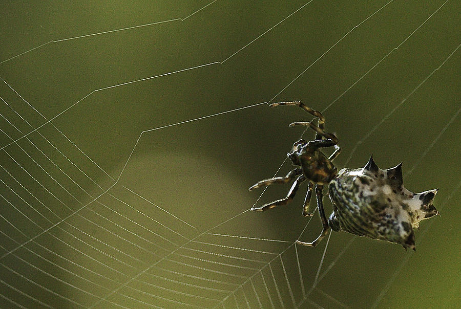 Spiny Backed Orb Weaver Photograph by Tom Cameron