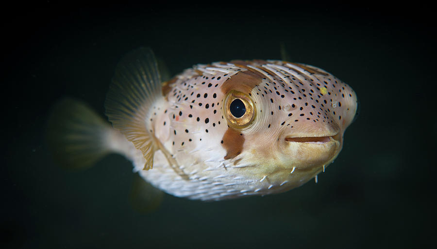 Spiny Balloonfish - Diodon Holocanthus Photograph by Russell C Gilbert Rcg Maru Photography