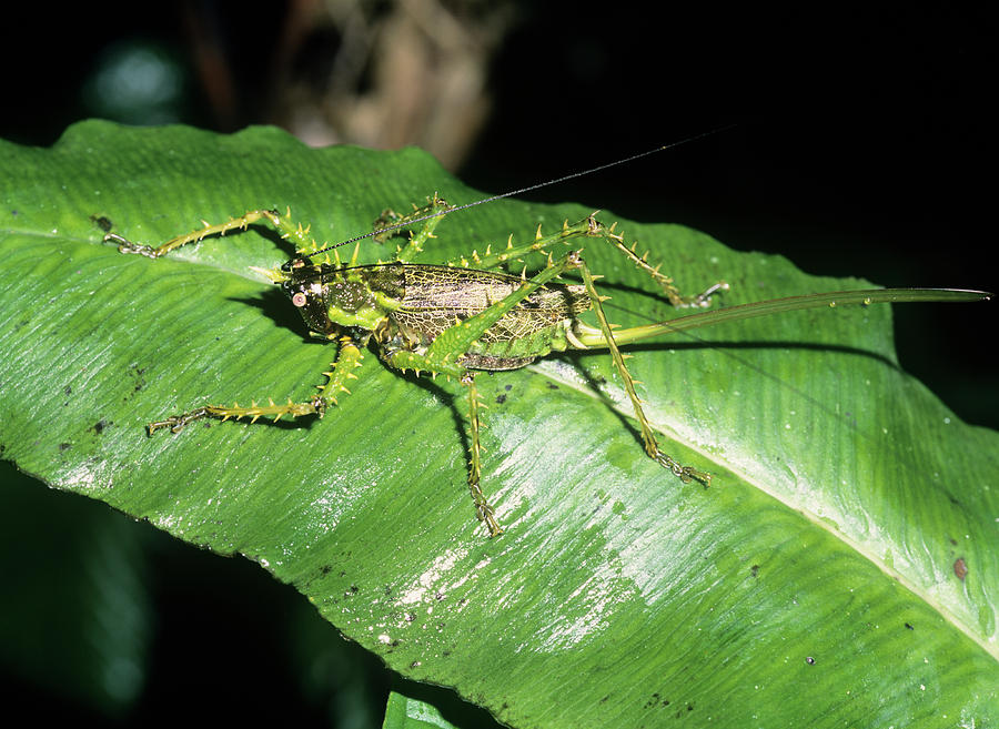 Spiny Bush Cricket Photograph by Dr Morley Read/science Photo Library