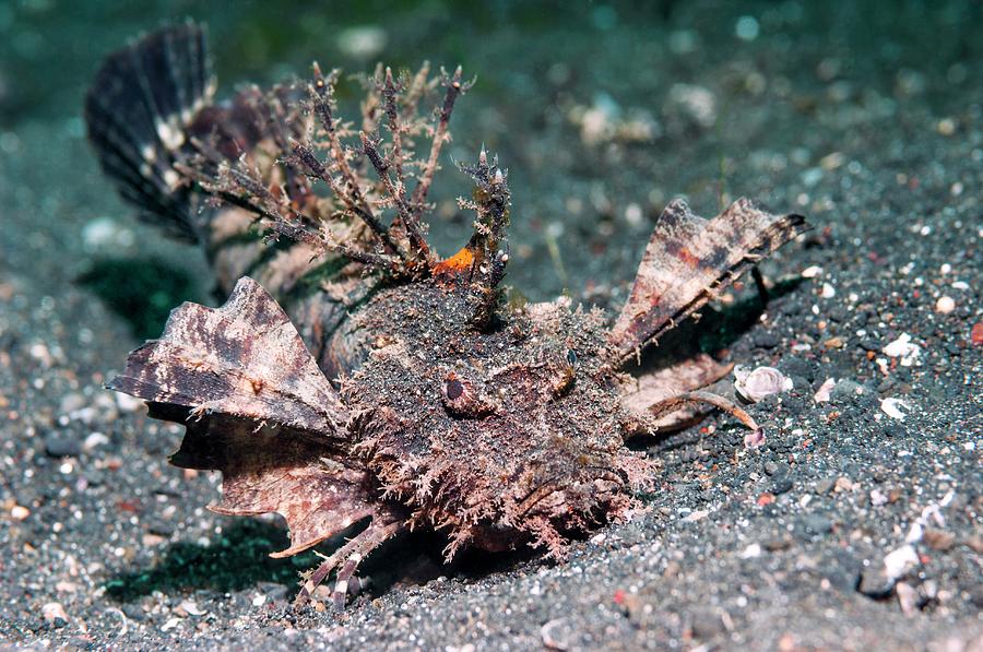 Spiny Devilfish Photograph By Georgette Douwmascience Photo Library