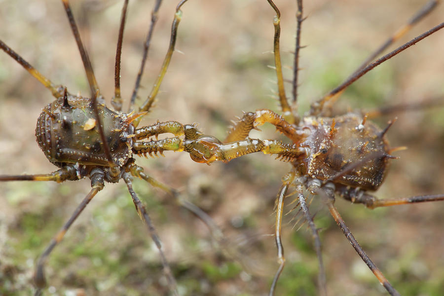 Spiny Harvestmen Fighting Photograph by Melvyn Yeo