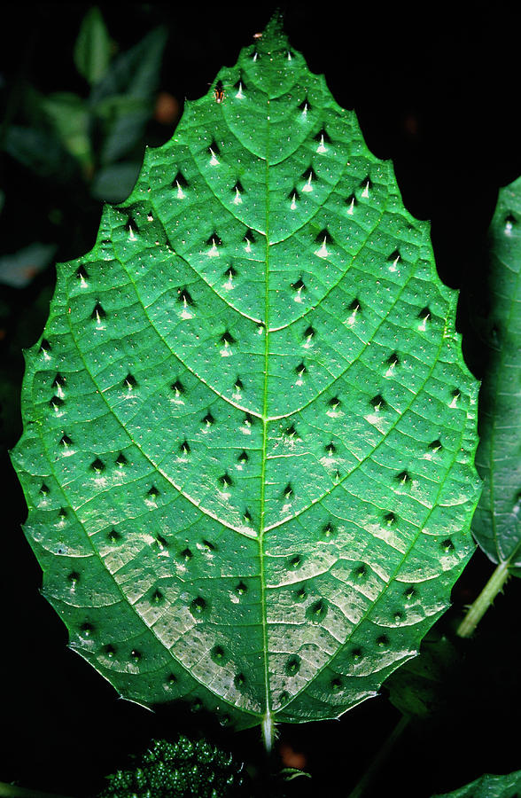 Spiny Leaf From The Rainforest Photograph by Dr Morley Read/science ...