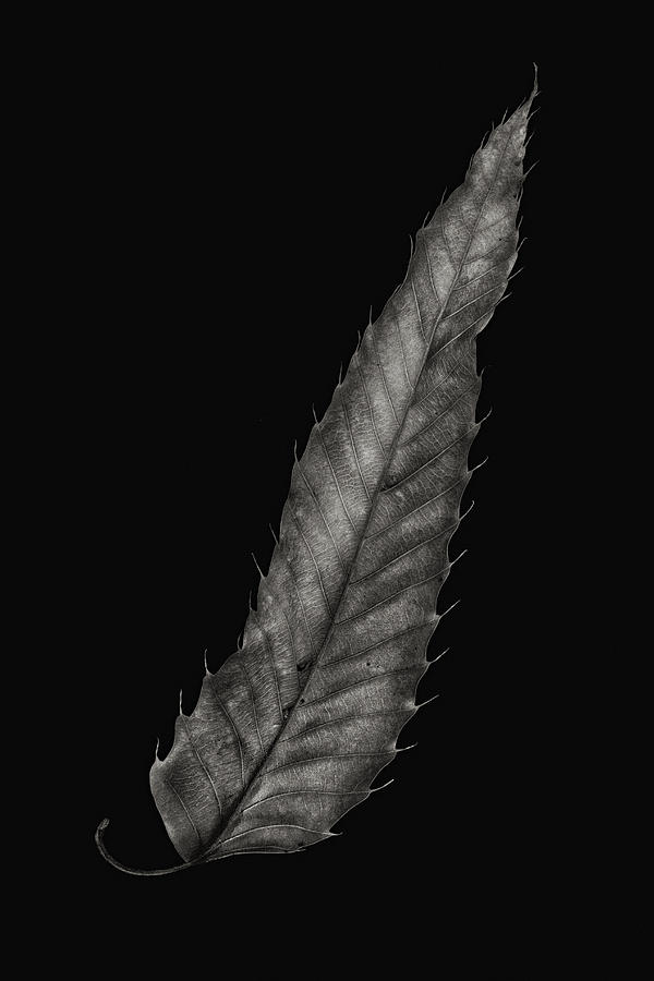 Spiny Leaf Photograph by Robert Woodward