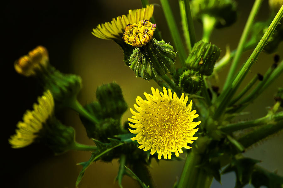Spiny-leaved Sow Thistle Photograph by Michael Whitaker