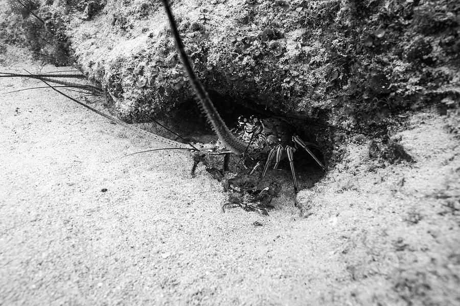 Spiny Lobster Hiding In A Hole In Grand Photograph by Jennifor Idol