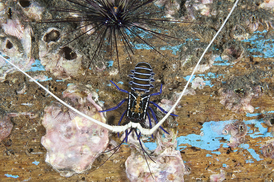 Spiny Lobster, Juvenile Photograph by Andrew J. Martinez