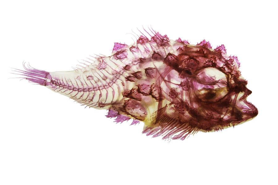 Fish Photograph - Spiny Lumpsucker by Adam Summers