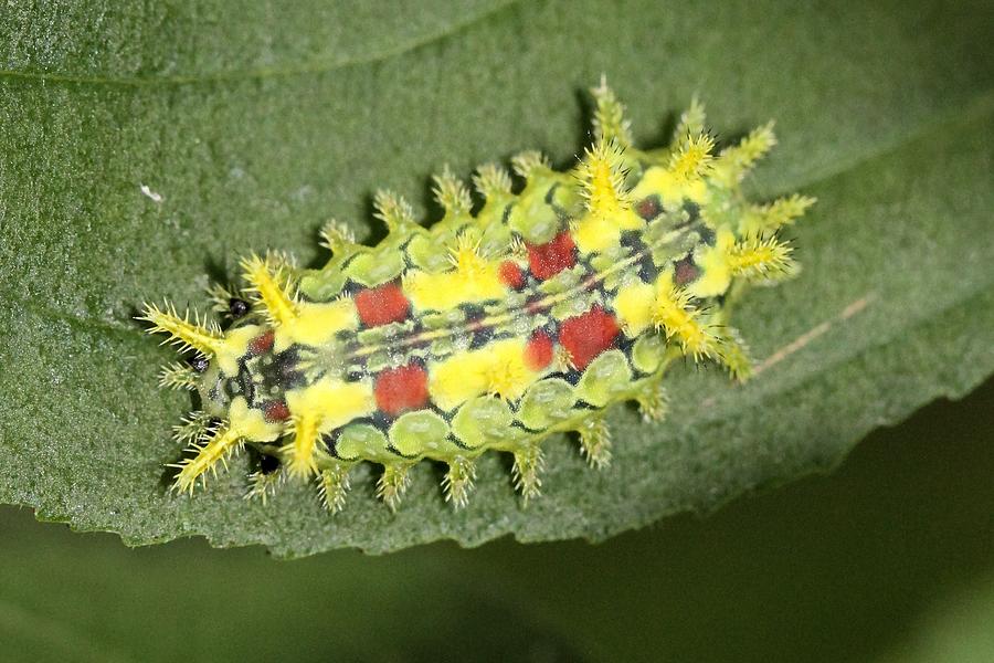 Spiny Oak-slug Moth Caterpillar Photograph by Doris Potter