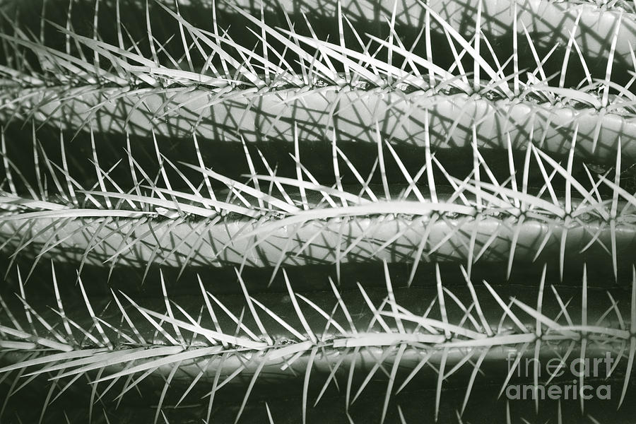Spiny rows Photograph by Liz Leyden
