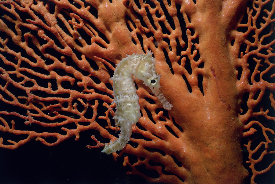 Spiny Sea Horse On Gorgonian Coral Photograph by Jeff Rotman