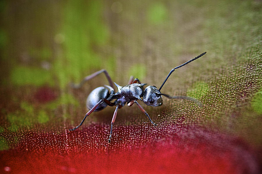 Ant Photograph - Spiny Silver Ant by Arj Munoz