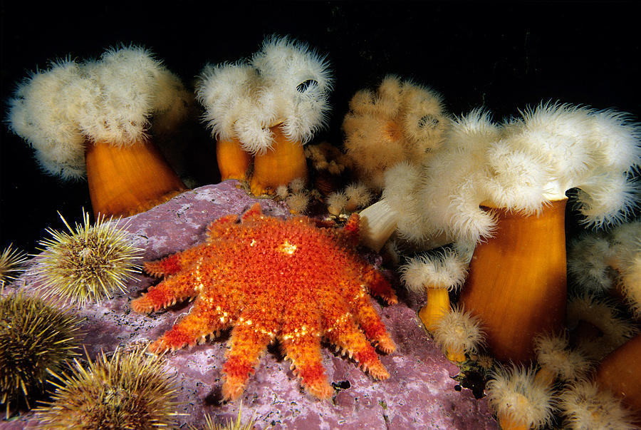 Spiny Sunstar Crossaster Papposus Photograph by Andrew J. Martinez