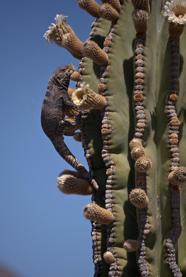 Spiny-tailed Iguana And Cardon Cactus Photograph by Alvin Telser