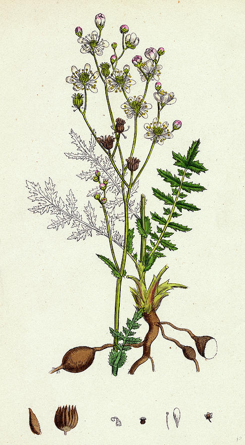 Spiraea Filipendula Dropwort Drawing by English School - Pixels