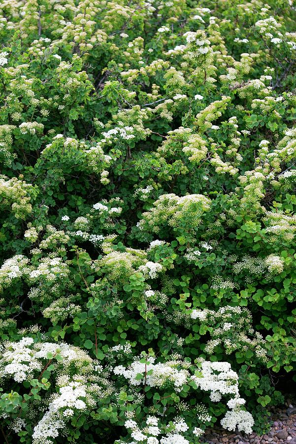 Спирея трехлопастная spiraea trilobata фото