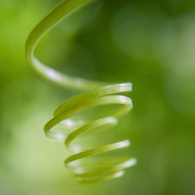 Plant Photograph - Spiral by Aleck Cartwright