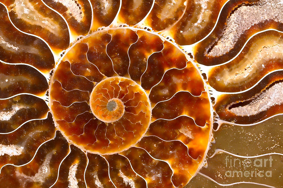 Shell Photograph - Spiral Center Of An Ammonite Fossil by Mimi Ditchie
