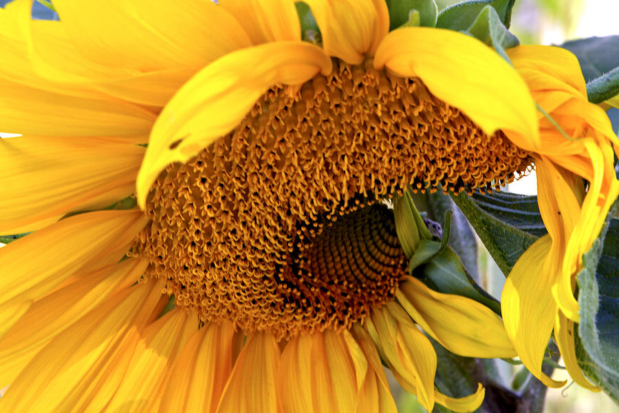 Sunflower Photograph - Spiral Dance Of The Sunflower by Her Arts Desire