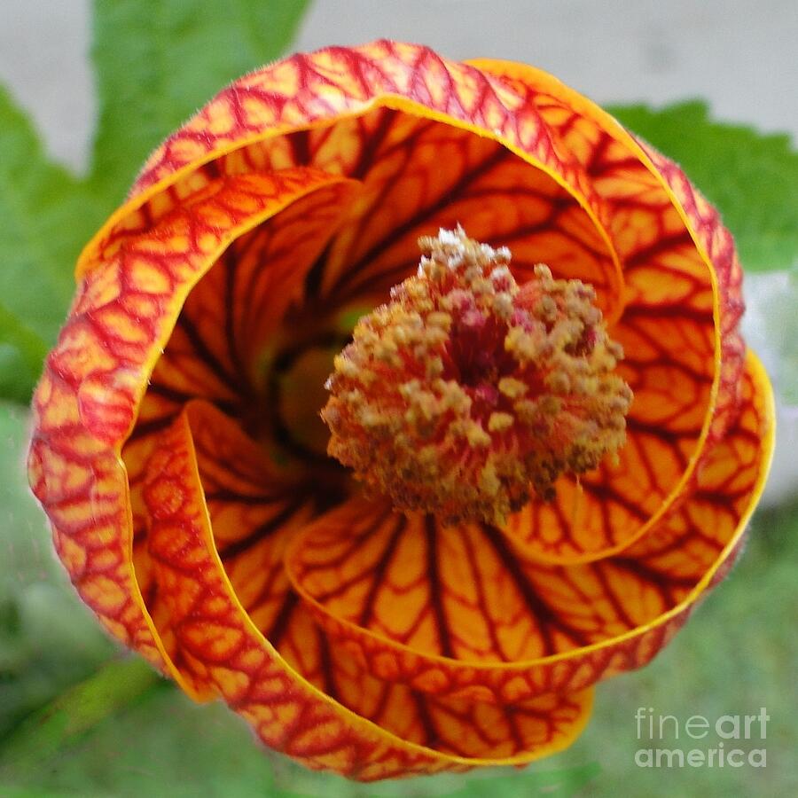 Spiral Flower Photograph by Barbie Corbett-Newmin