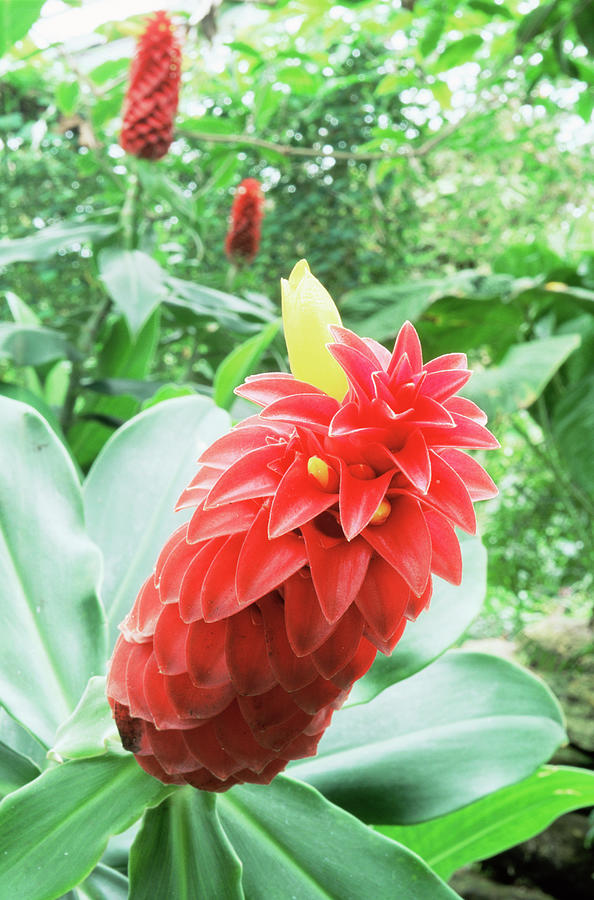 Spiral Ginger (costus Barbatus) Photograph by Royal Botanic Garden ...