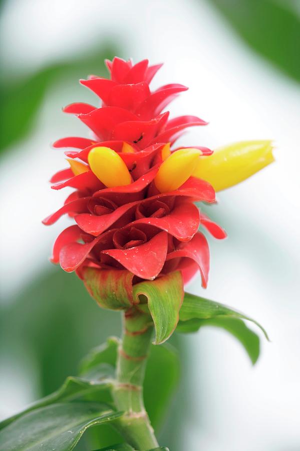 Spiral Ginger (costus Barbatus) Photograph by Sam K Tran/science Photo ...