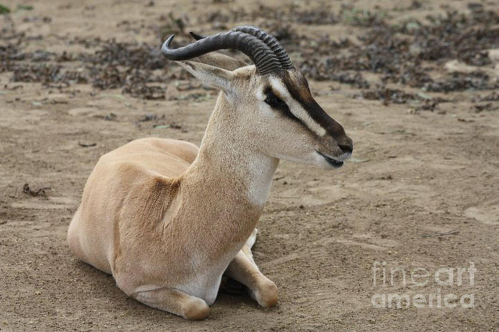 Spiral Horned Antelope Photograph by John Telfer - Pixels