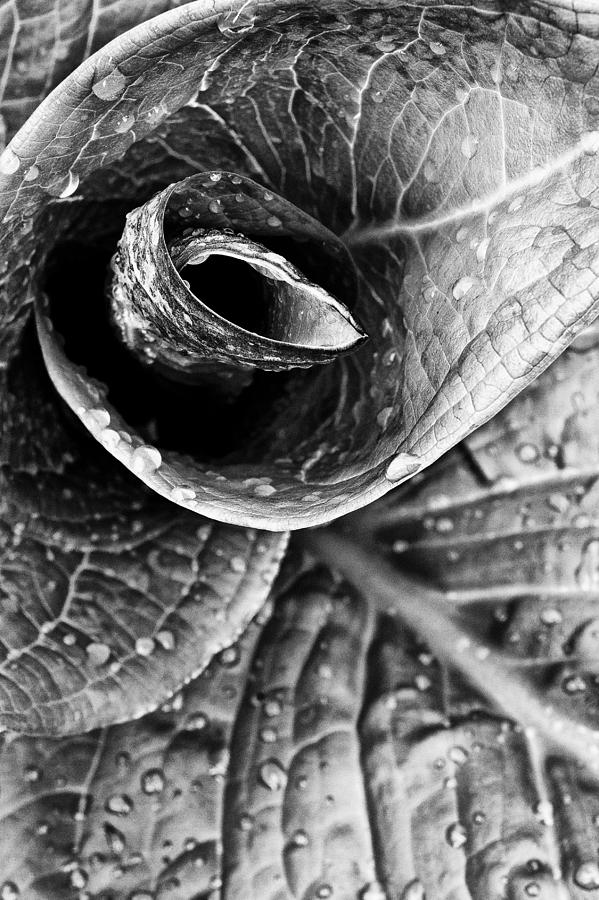 Spiral Photograph by Jeff Sinon