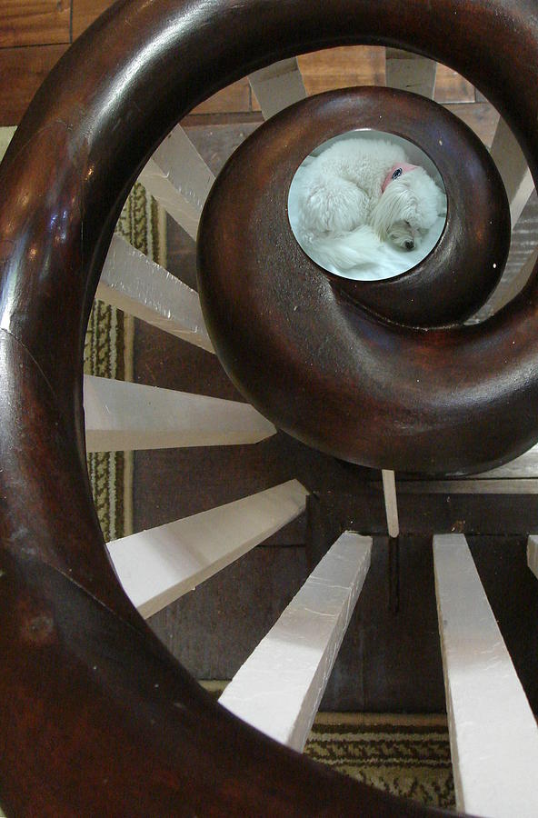 Spiral Railing and Puppy Photograph by Mary Beth Landis