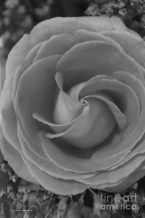 Black And White Photograph - Spiral Rose BW by Tannis  Baldwin