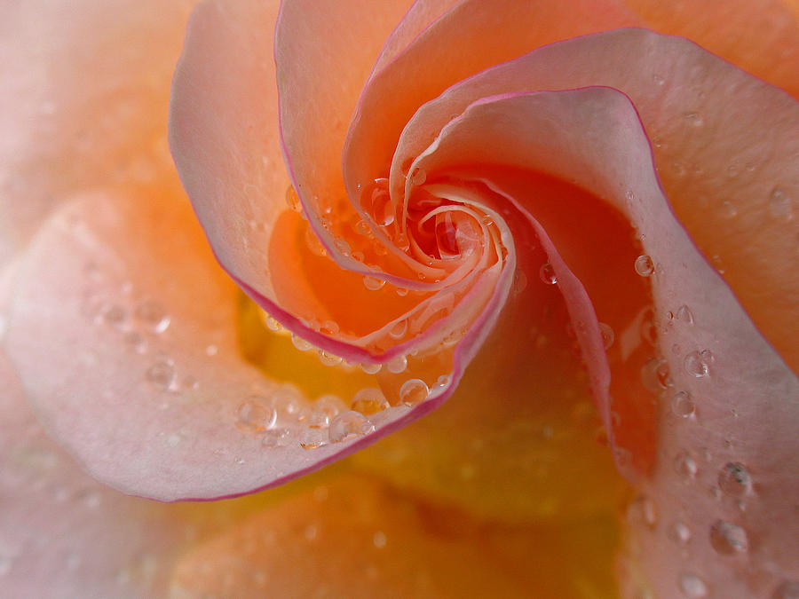 Spiral Rose Photograph