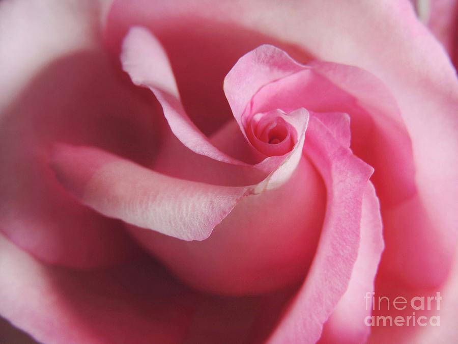 Nature Photograph - Spiral Rose by Kristine Widney